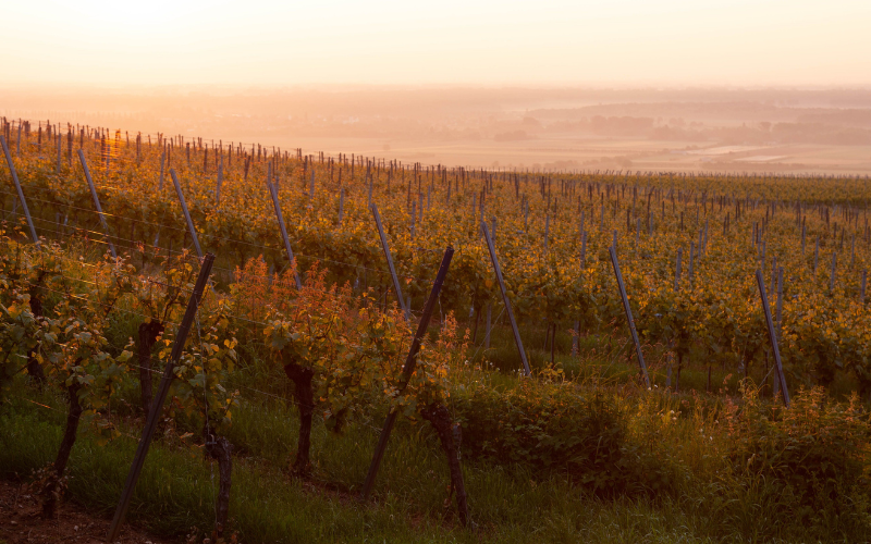 Team building dans le vignoble autour de Colmar